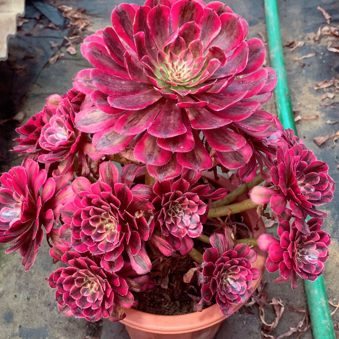 白月光，多肉植物的