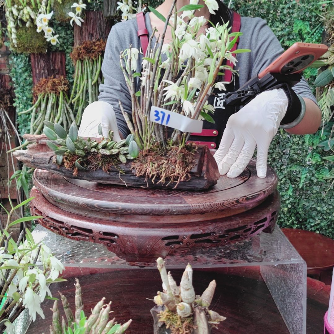 371铜皮小龟背花卉植物微景观