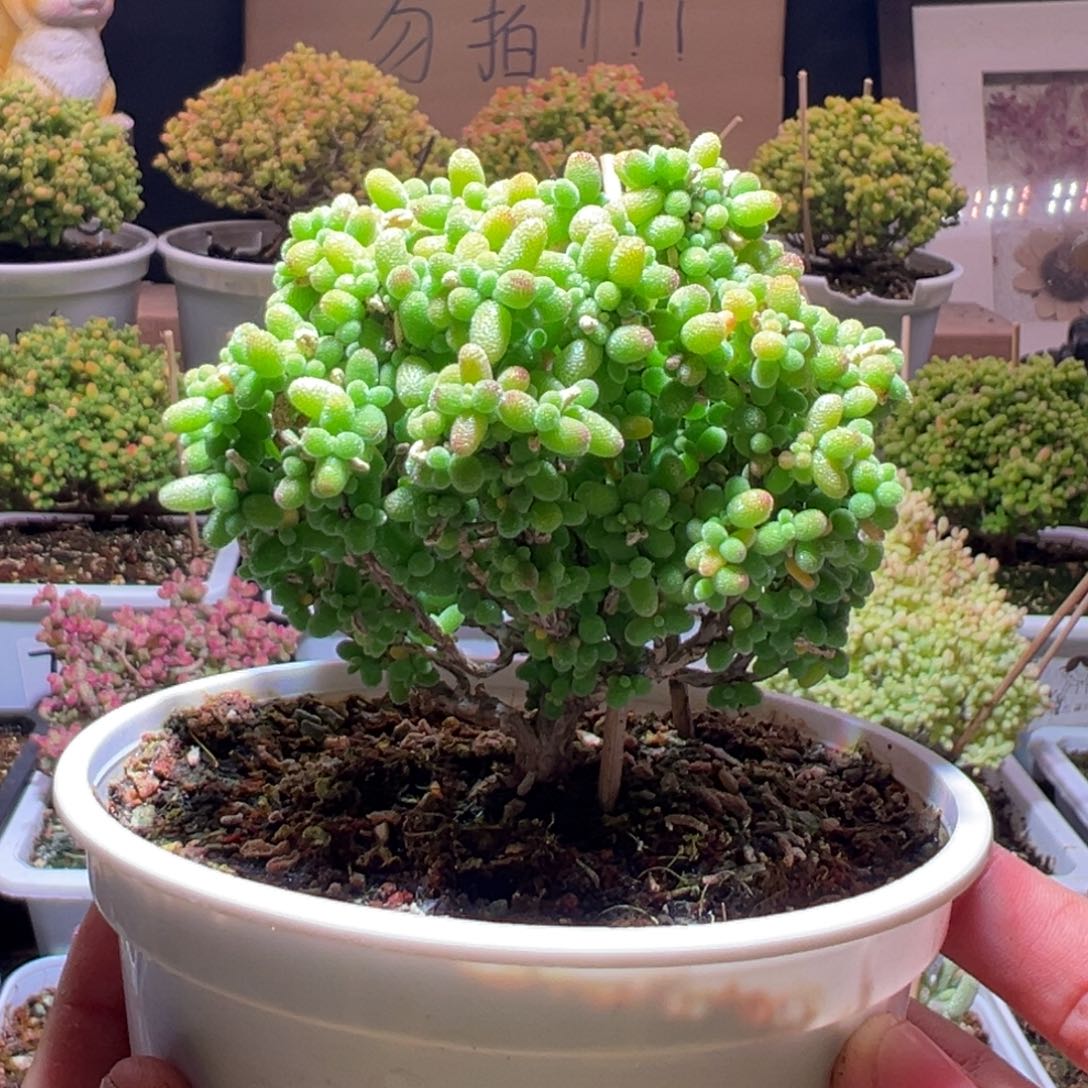 140金桔一物一拍包开箱