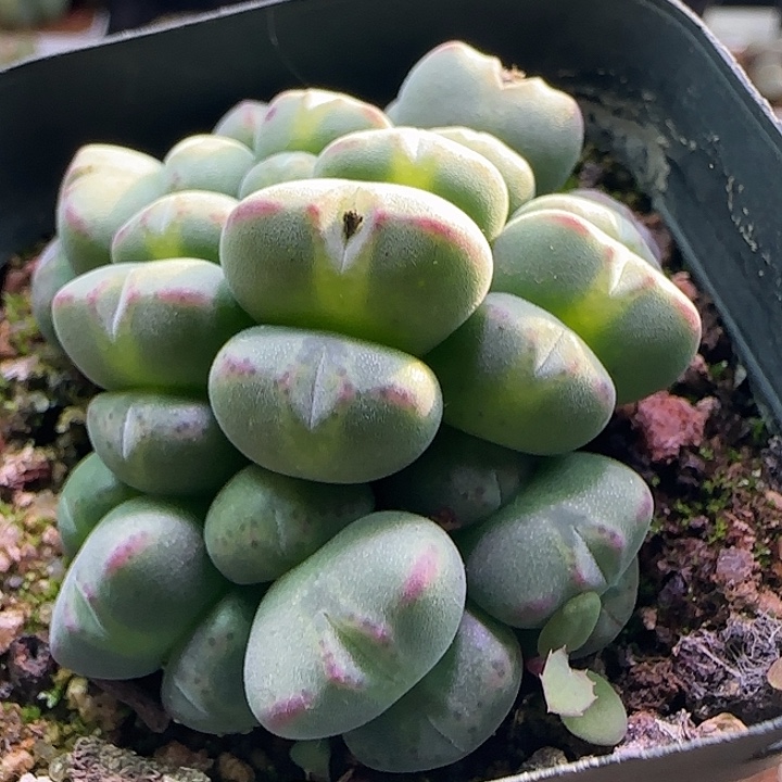 880   开播福利。          