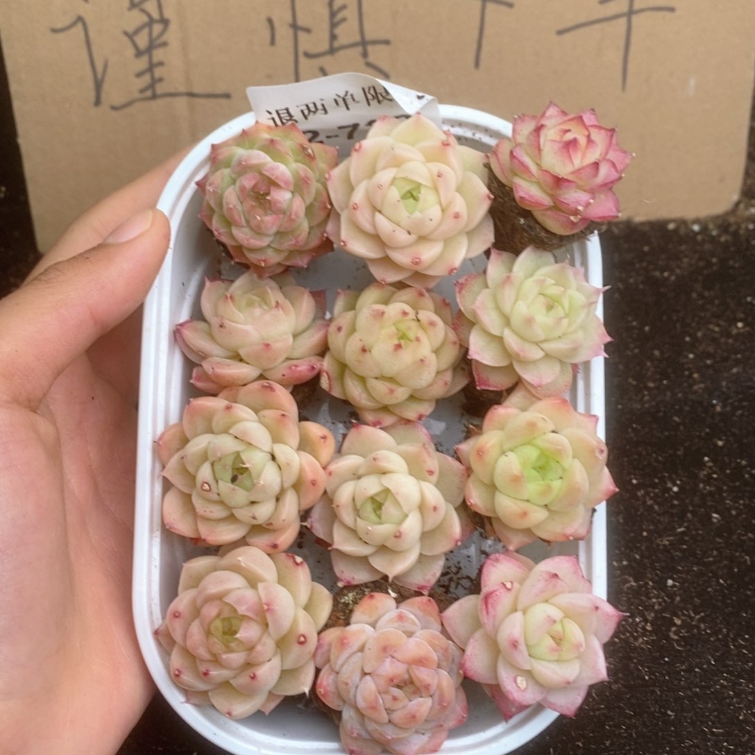 2-738 新疆西藏内蒙不发其他一单包邮两到三公分多肉