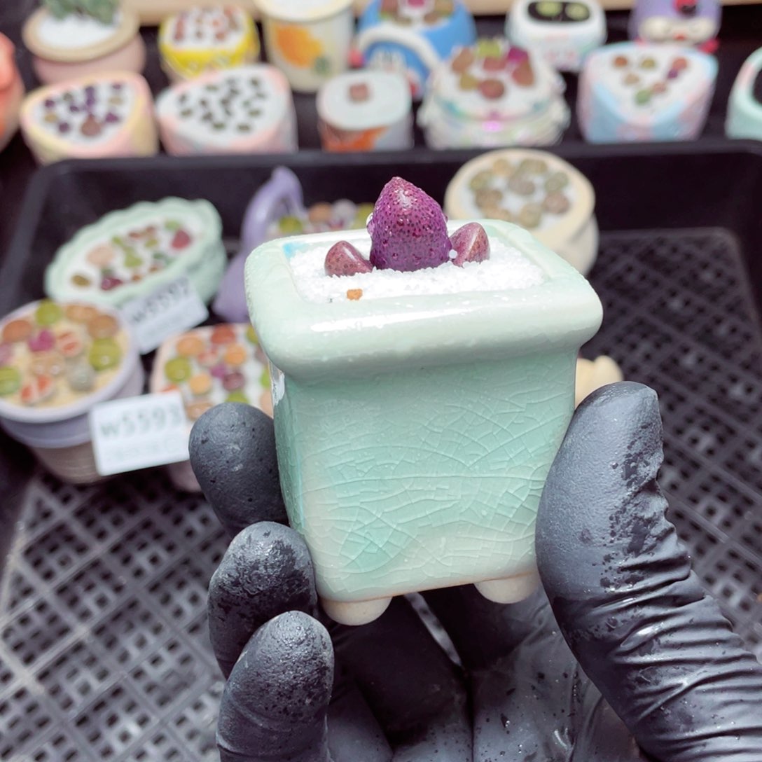 w5595--带盆土发货，零下地区拍保温箱