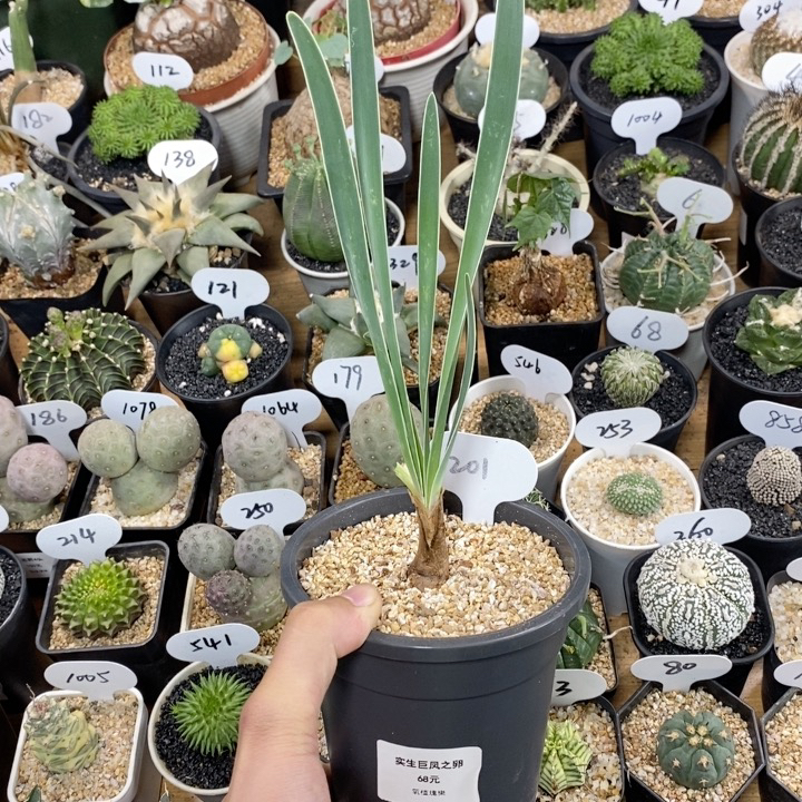 仙人球块根一物一拍 201号实生巨凤之卵2cm