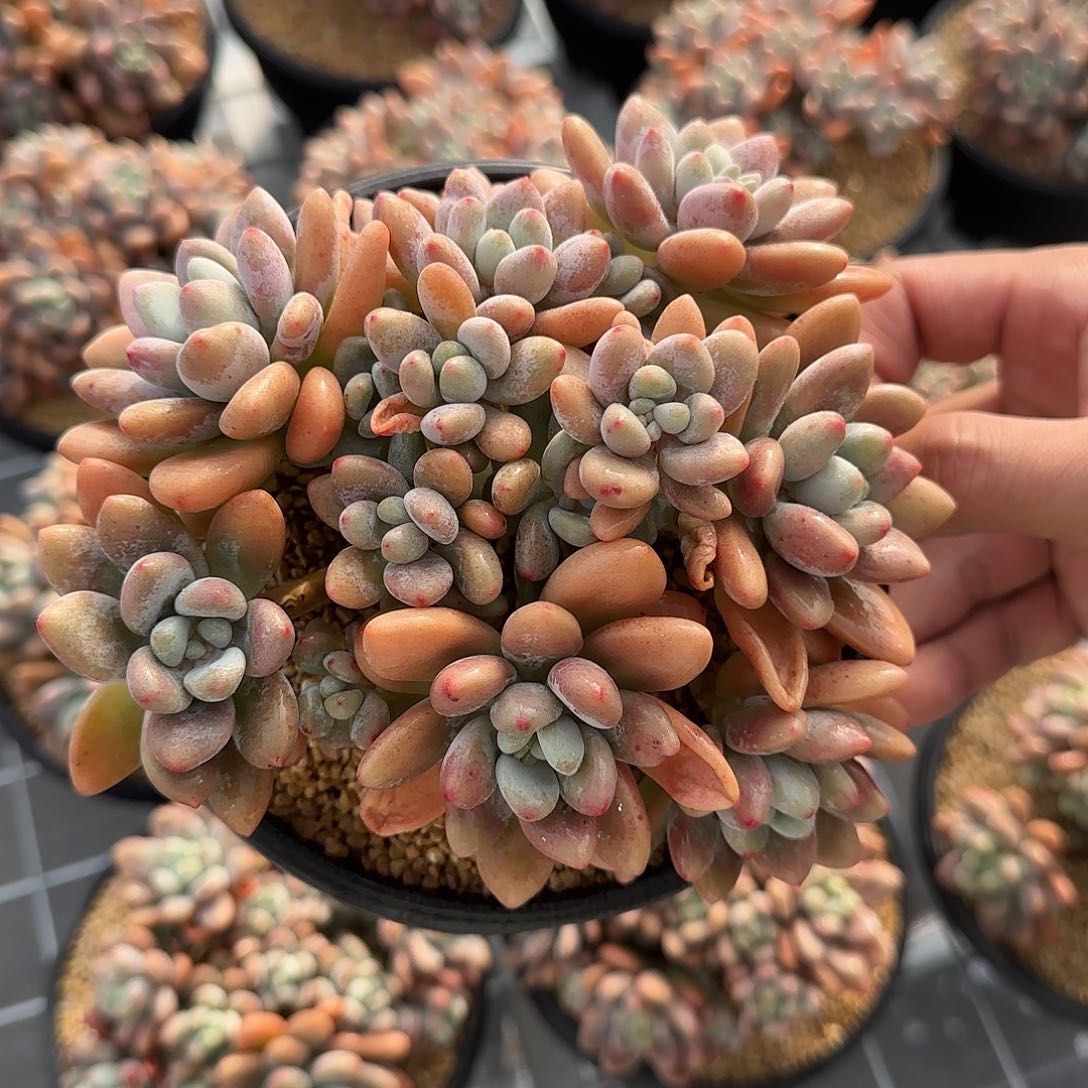 从前慢甄选多肉编号0131-香水洛神