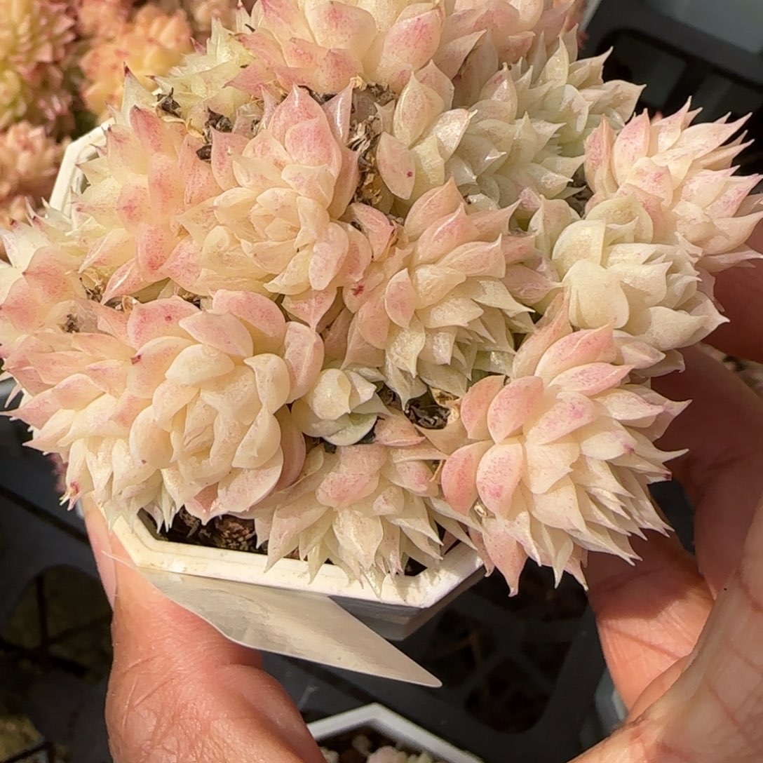 花语逸境0217-175散