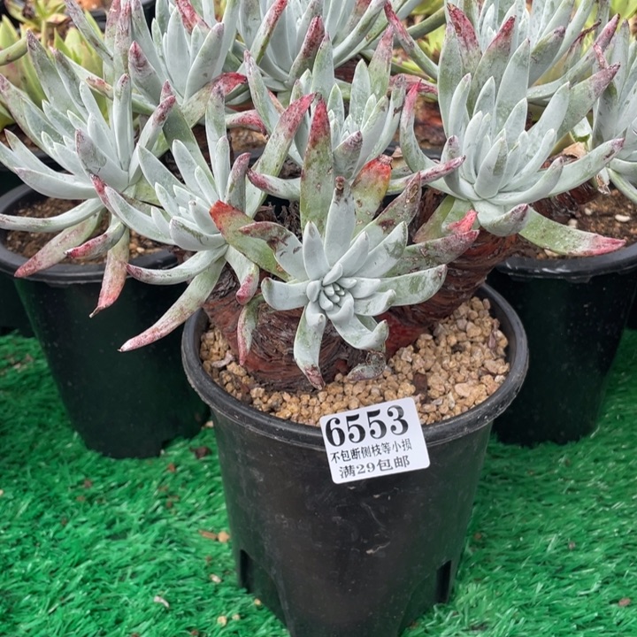 553号奥罗拉多肉植物