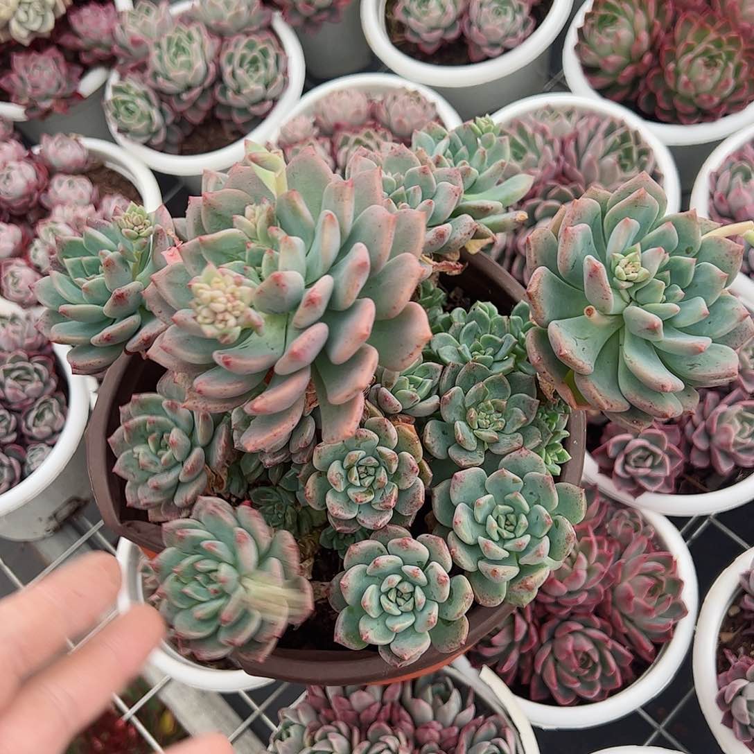 大盆蓝苹果杂群生老桩