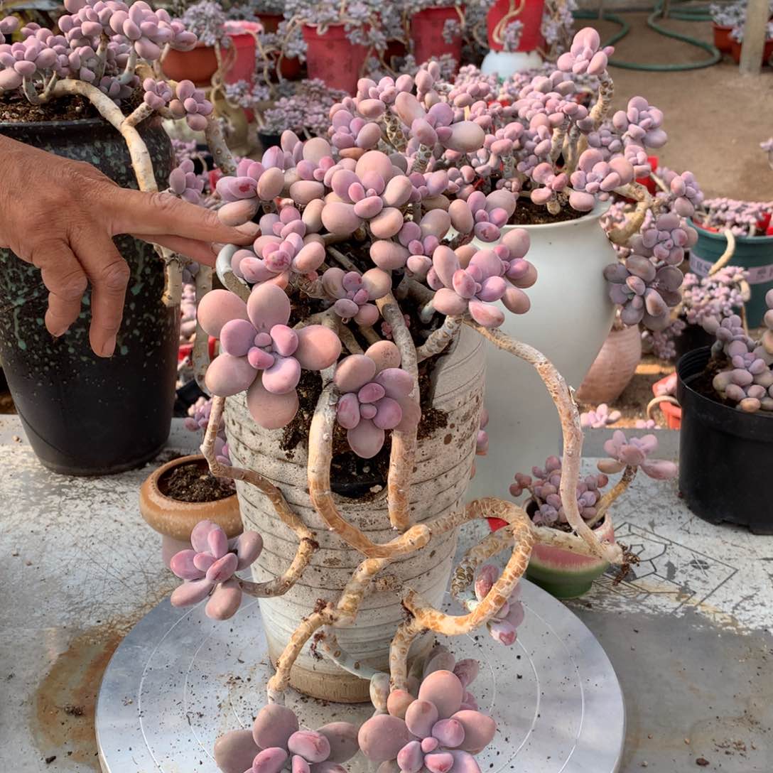 桃蛋老桩一处蹭头不带盆13号