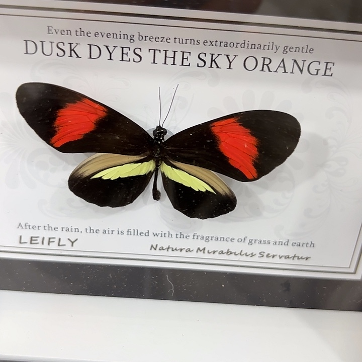 邓***峰蝴蝶标本定制290@