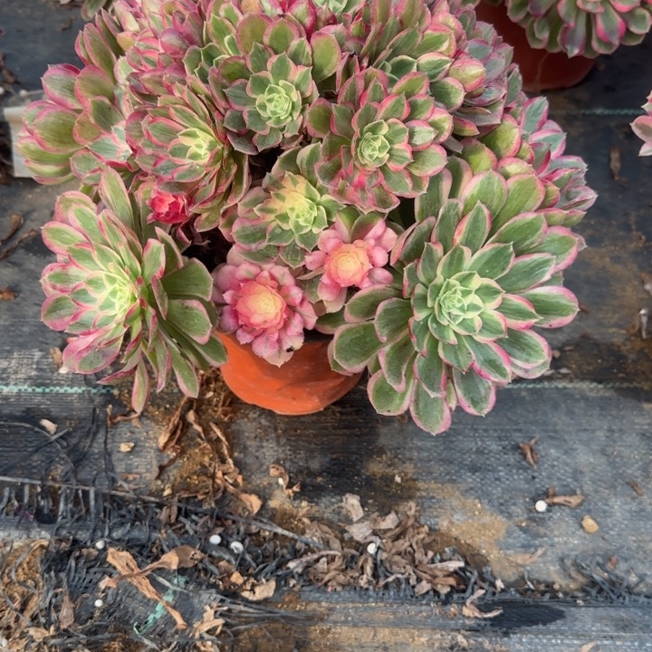 10-70孔雀翎多肉不包售后