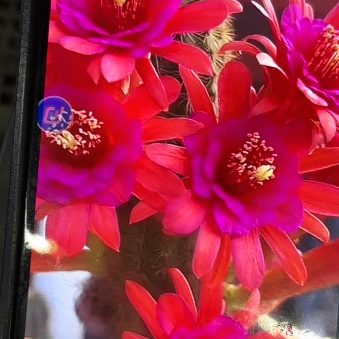 紫水晶2颗无根侧牙20包邮4.