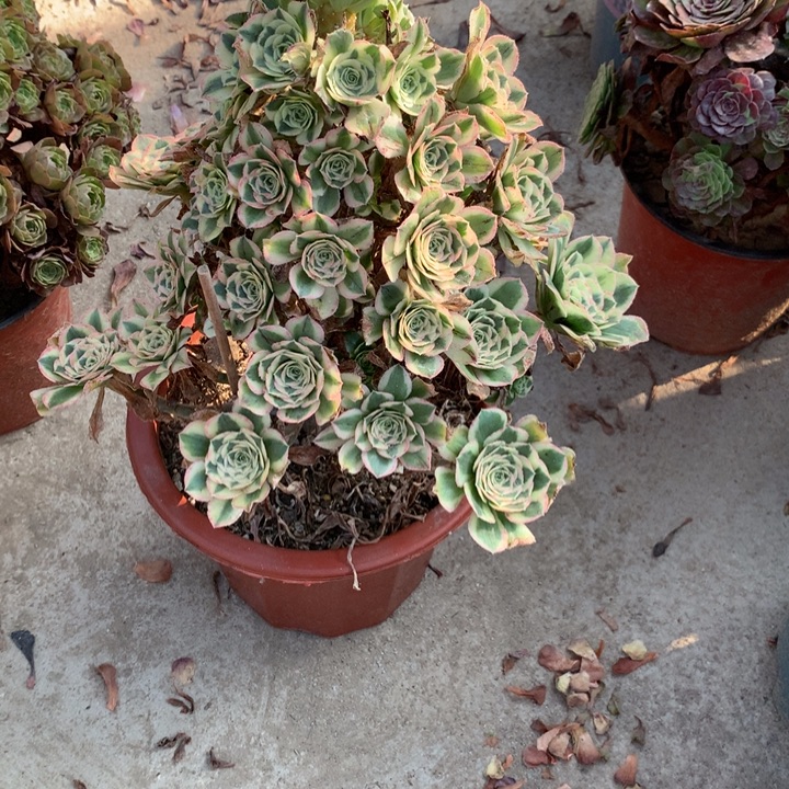 1483保时捷多肉特价不售后