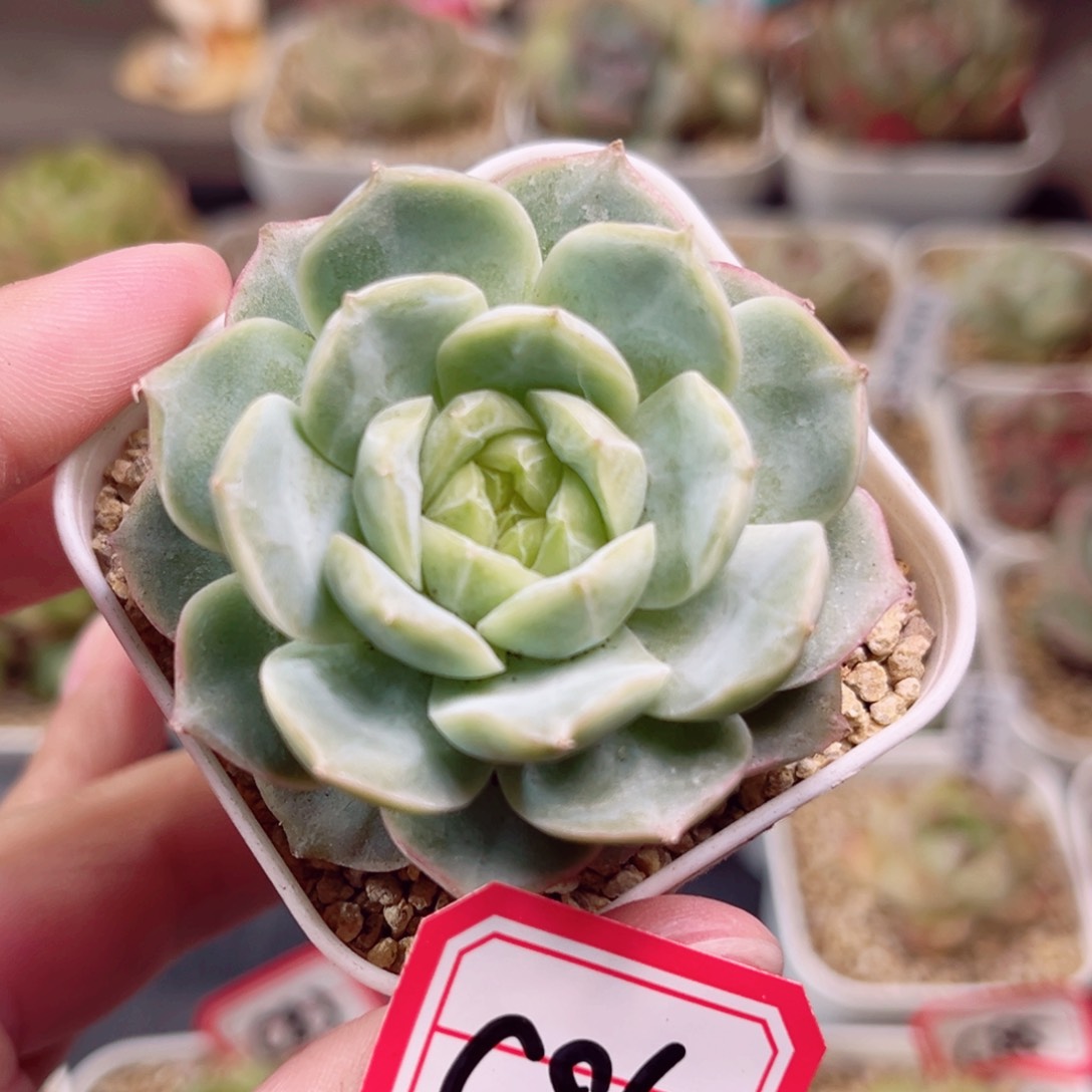 C86 一物一拍 珍妮放漏18包邮