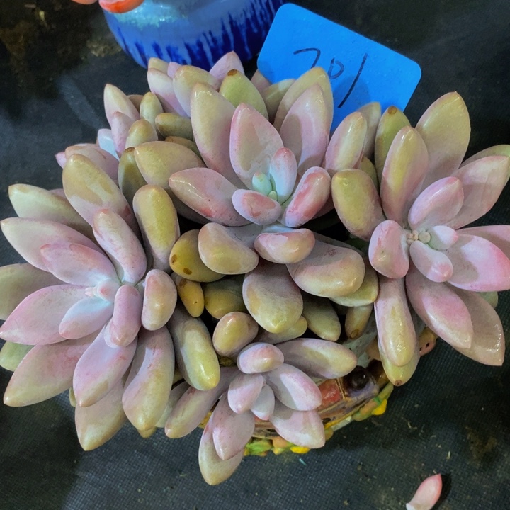 是你给她讲嘛不讲我要