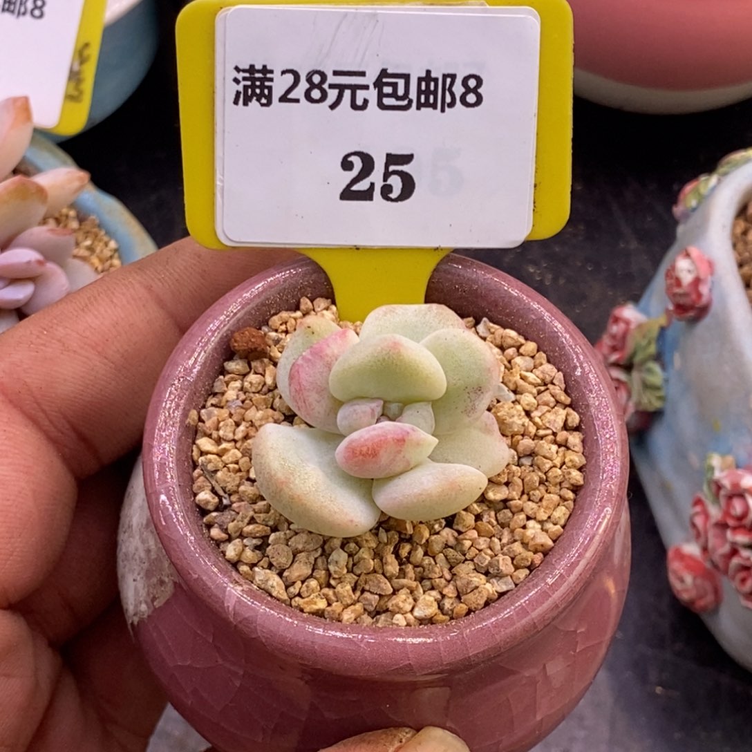 冰玉石化锦多肉植物