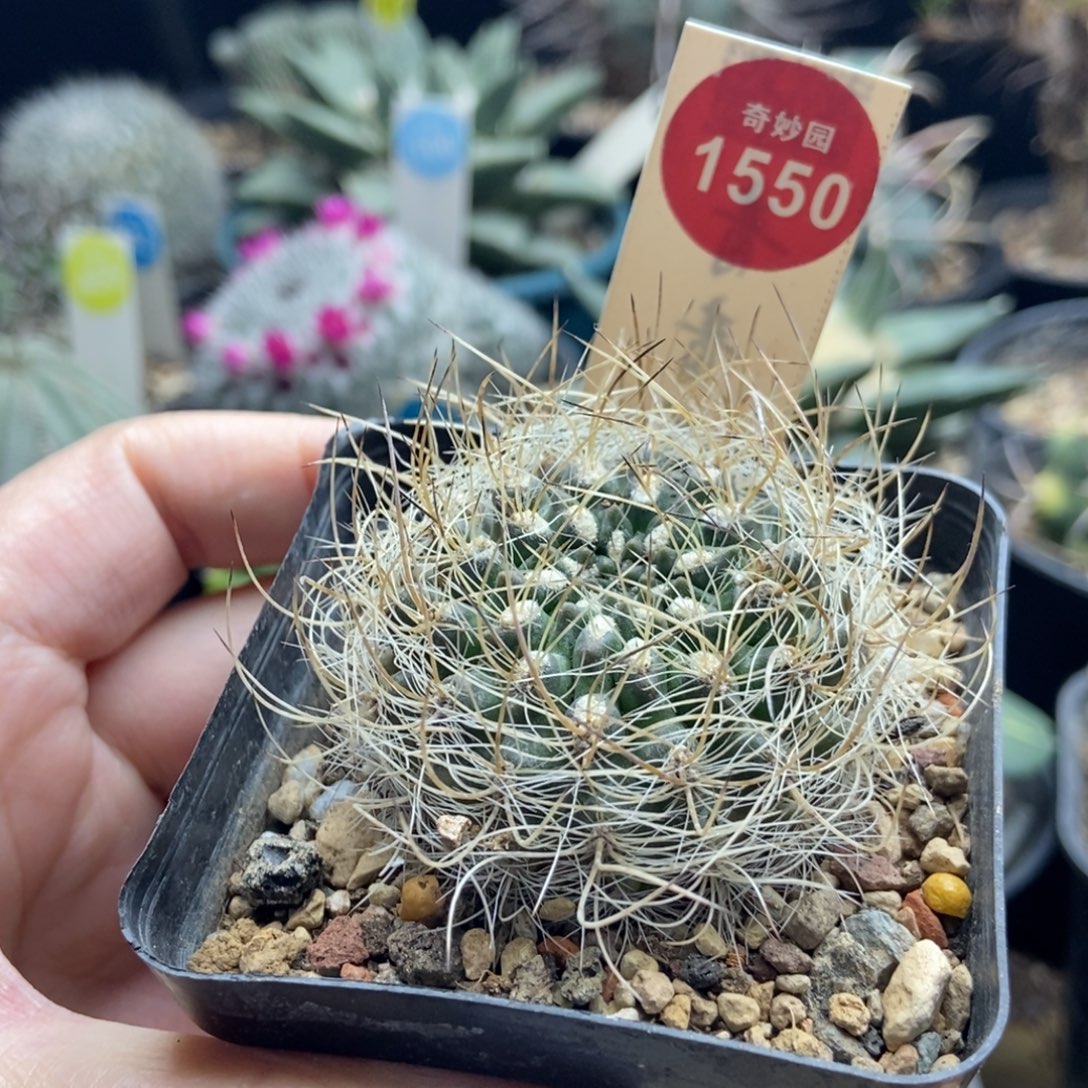 实生狂刺混乱玉4.6cm