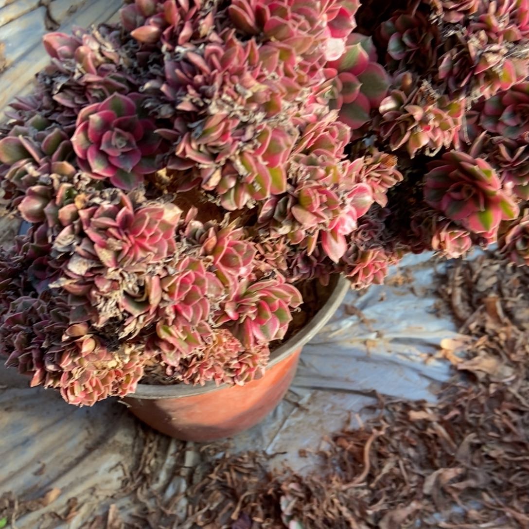 是***呀粉女巫干伤处理粉女巫