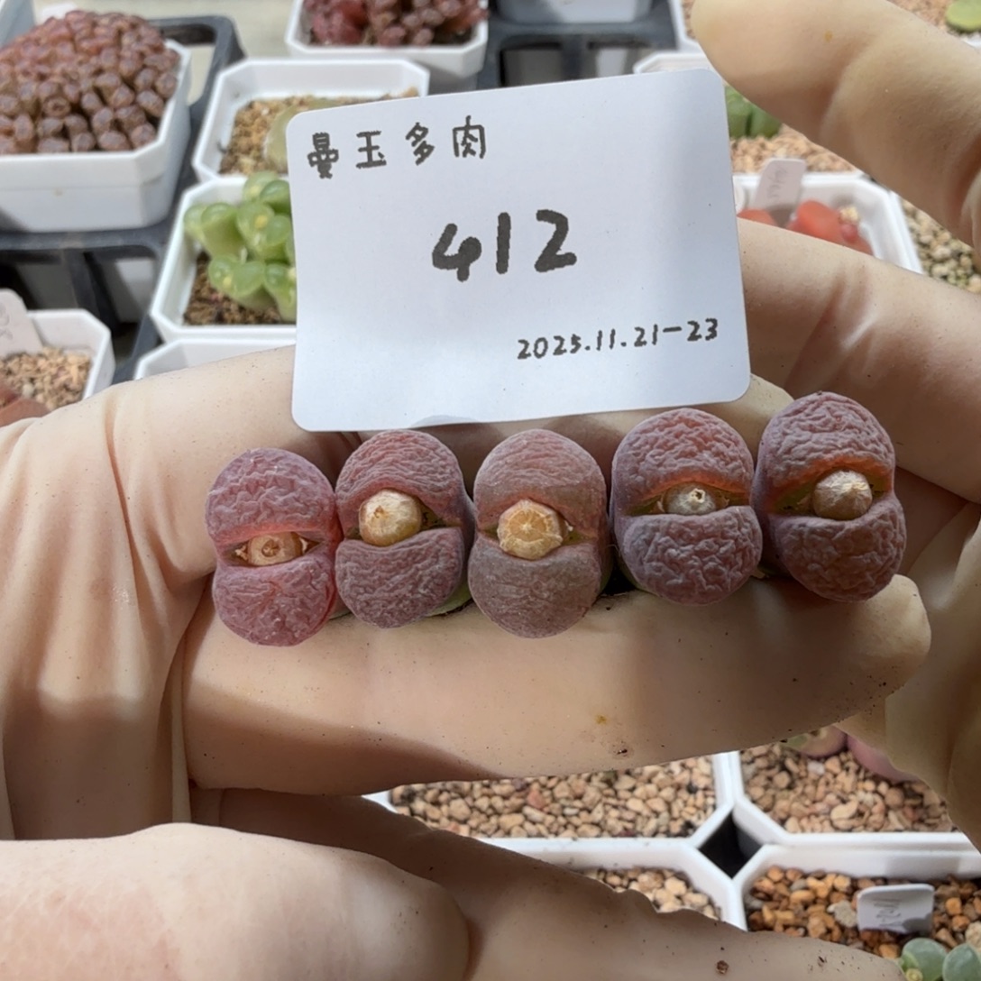 6***6多肉多肉多肉11-412