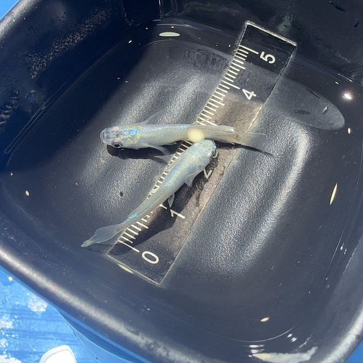 青鳉鱼12号拍品半月极龙