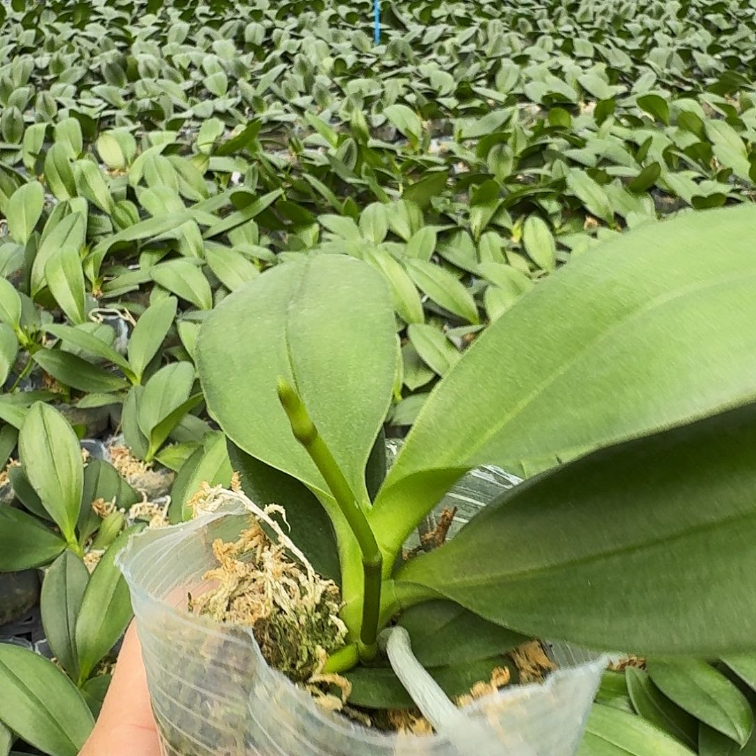 无花朵小莓果2.5 