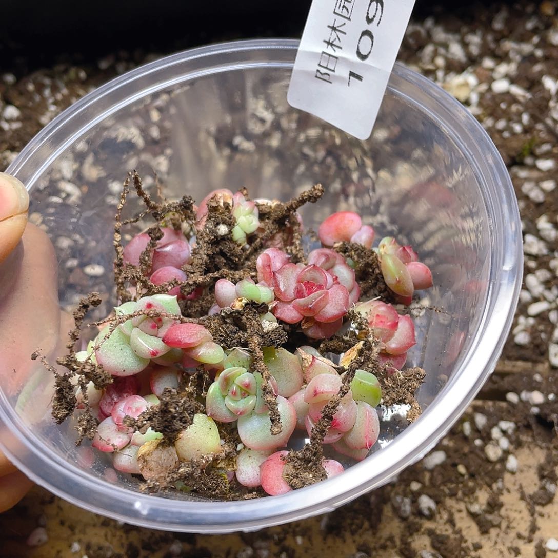 多少植物多肉植物1095