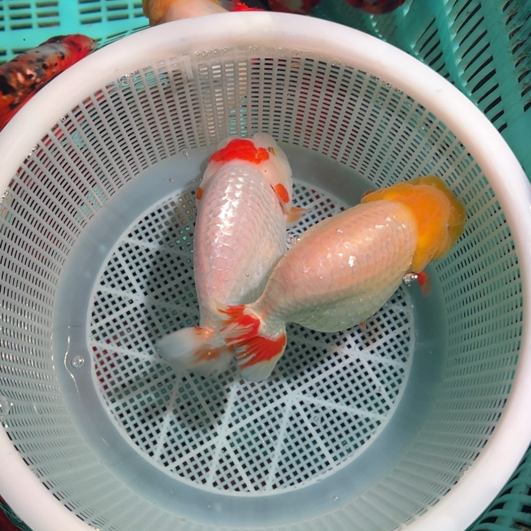 小****海水鱼潘氏金鱼兰寿金鱼