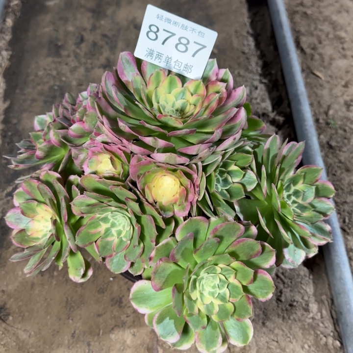 878）海王多肉植物