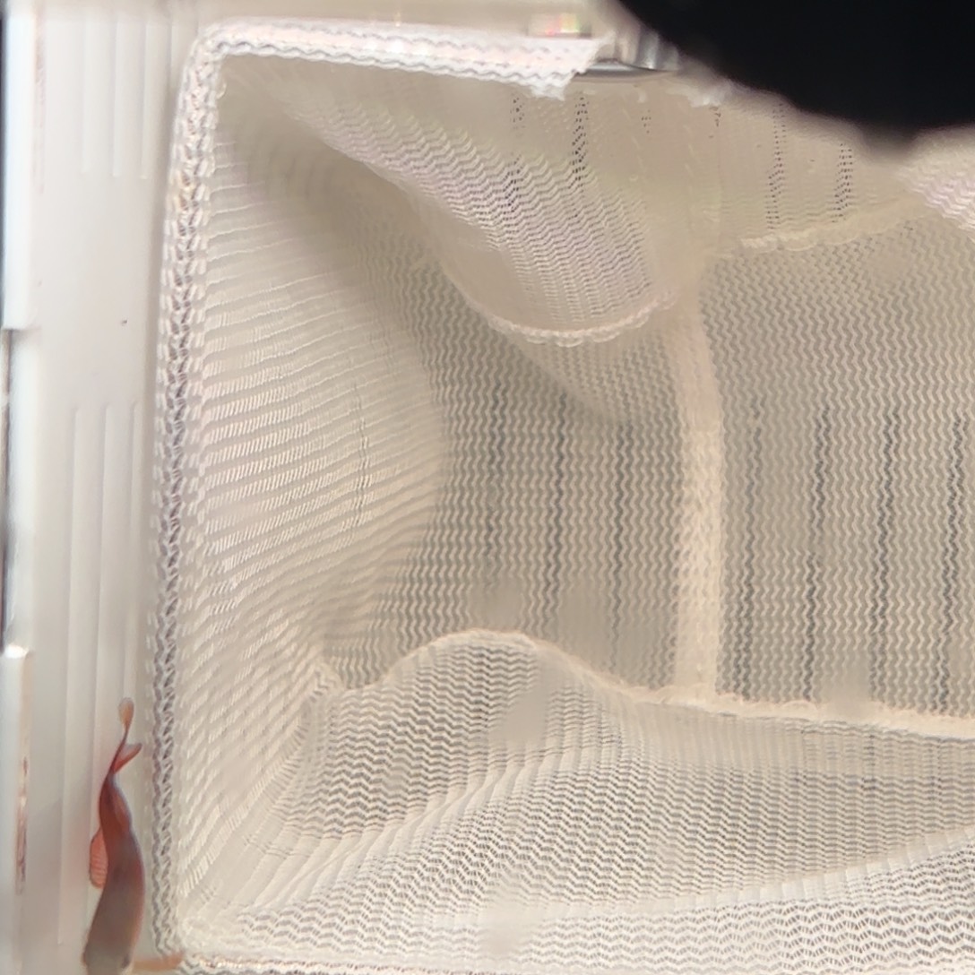 灯科鱼小精选超红一条