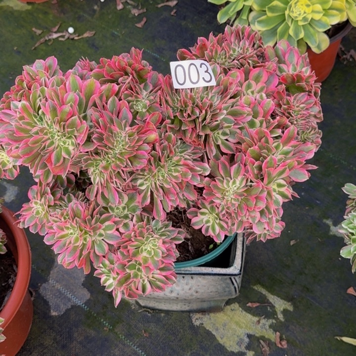 无花朵00000000003缀化