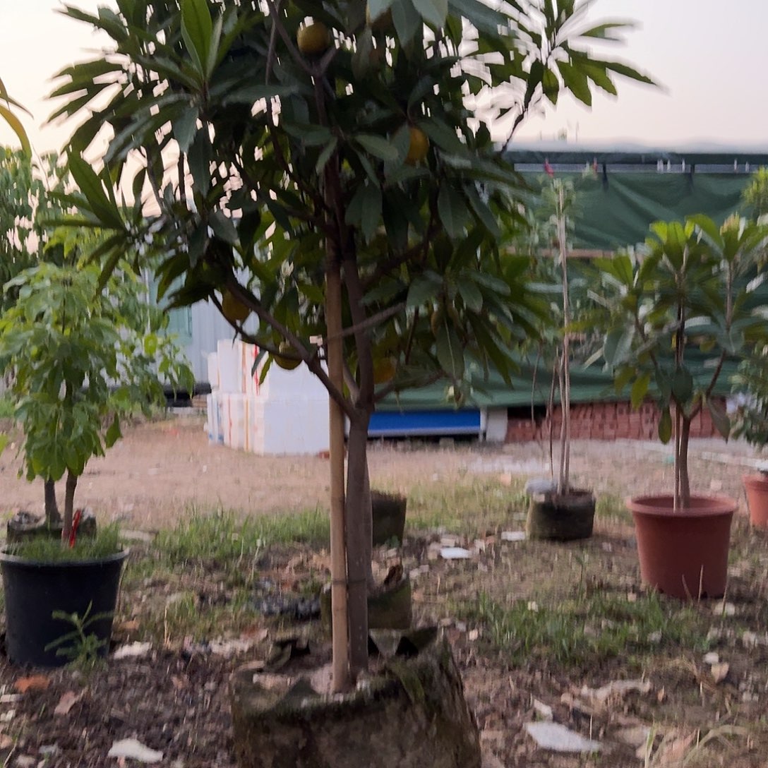 斯***爷完全开放果树果树果树111111111