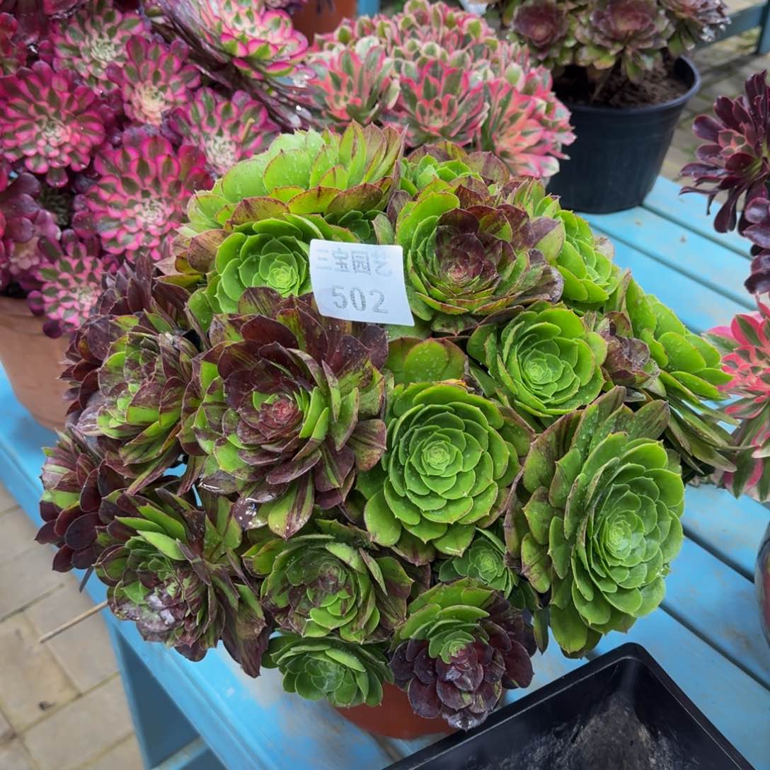 峰*多肉植物502花月夜