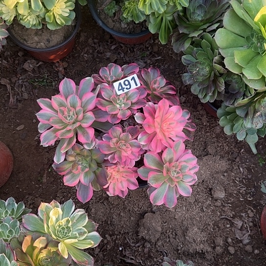 无花朵优选491号不包断枝