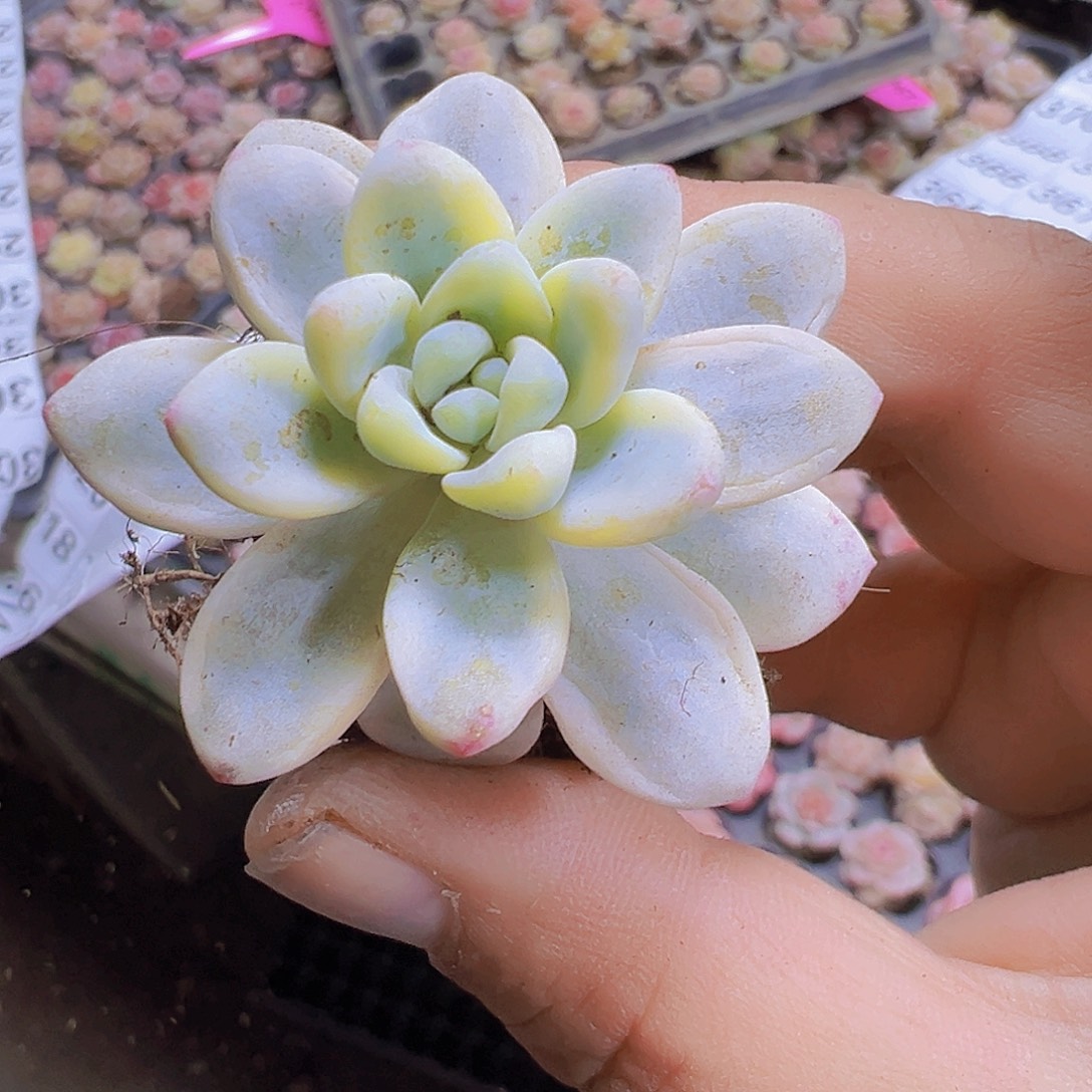 劳尔锦5个19包邮多肉植物