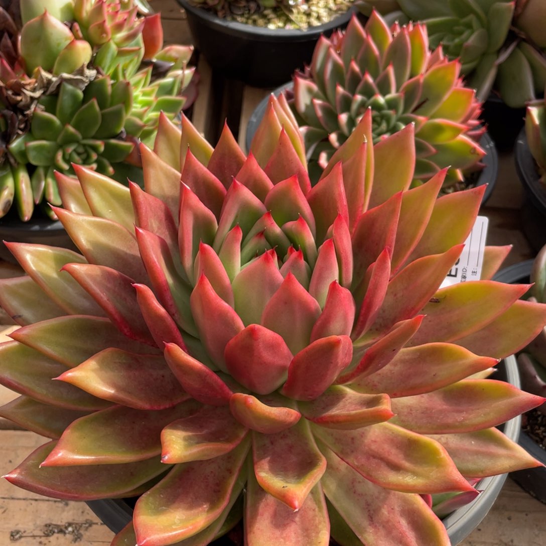 无花朵若如东云单拍E306