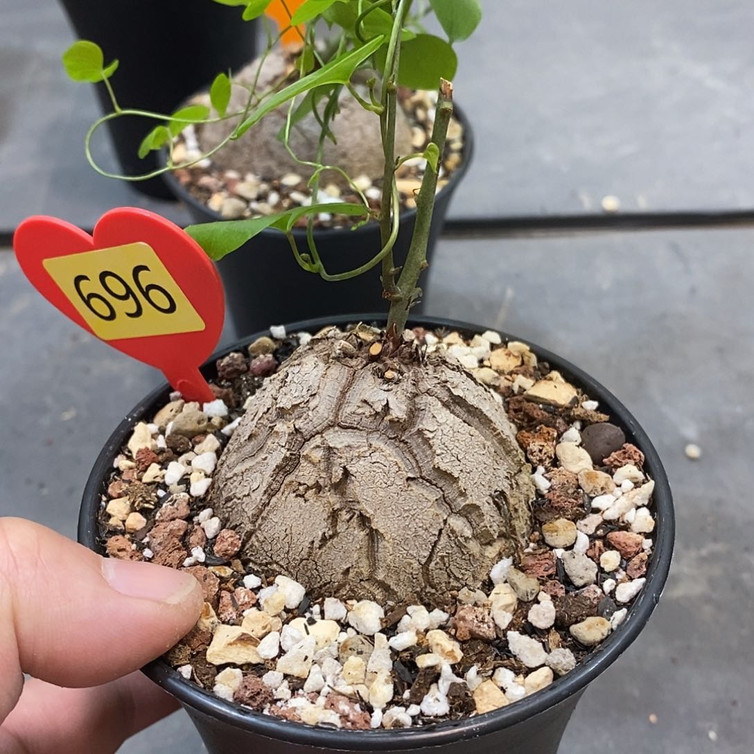 南非龟甲龙龟甲龙