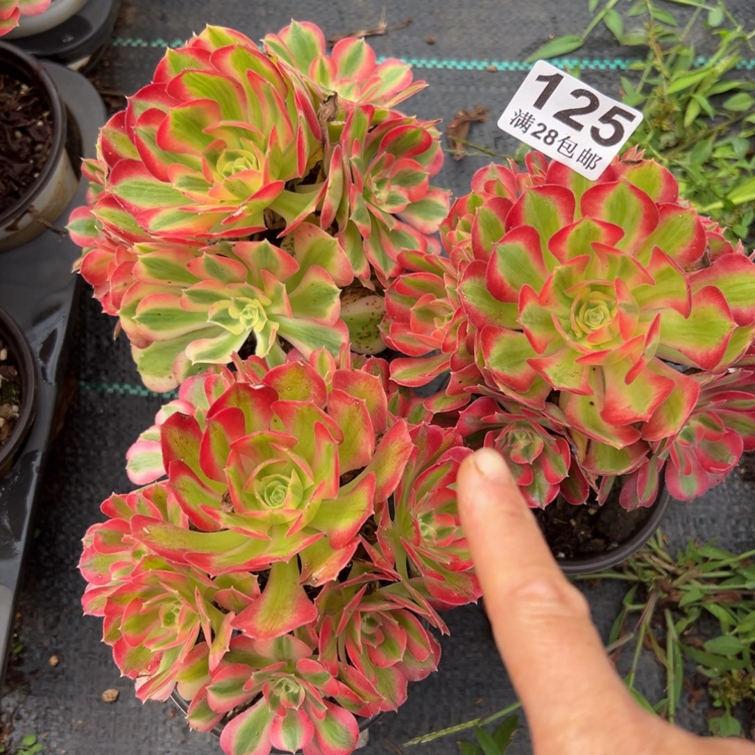 多肉植物125三颗的