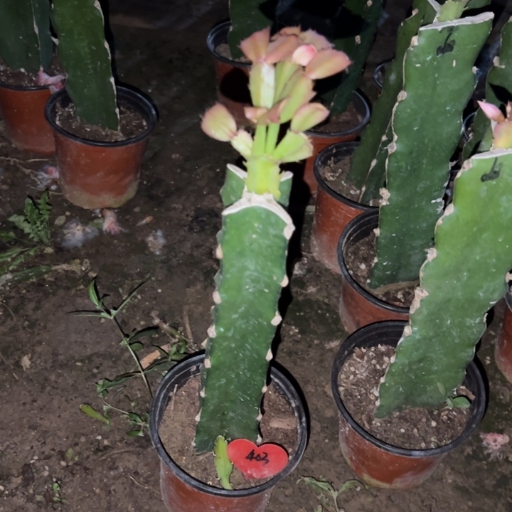 当前无花栽培后可以开花068  403