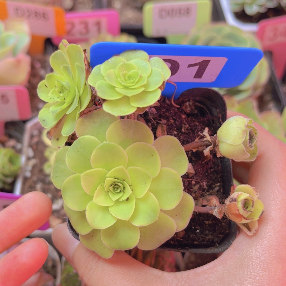 191黄玫瑰四个侧芽