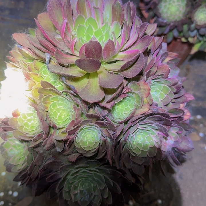 新品种万花筒亏本福利