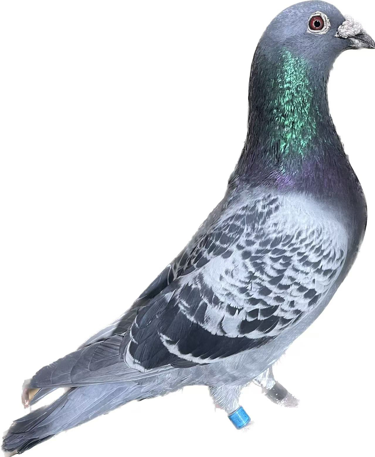 现选老鸽子 成年鸽子种鸽 青年 生鲜可煲汤鸽子