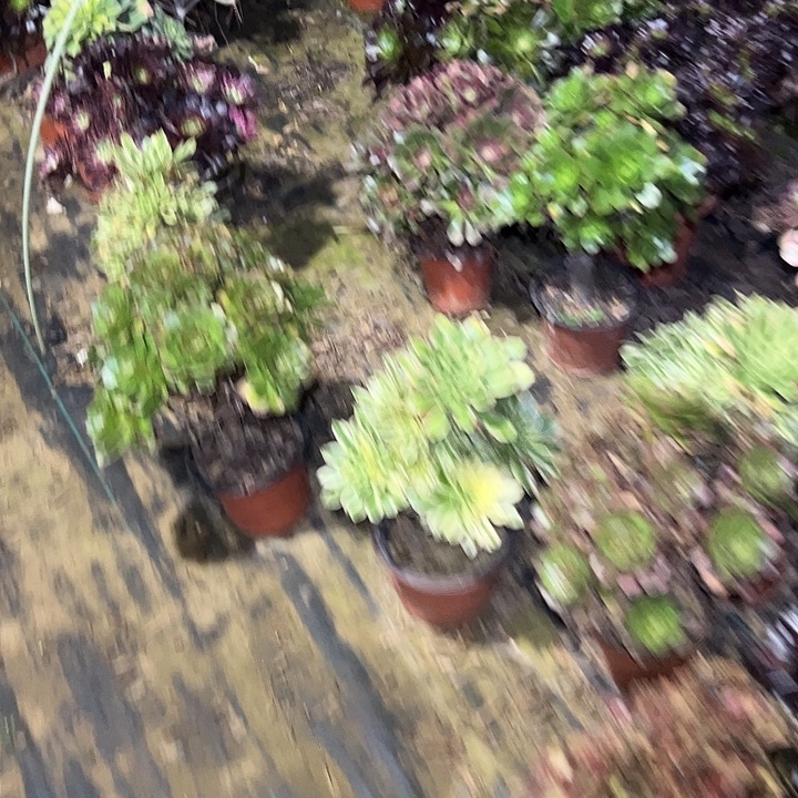 萍**逢巫毒大单头多肉法师植物链接