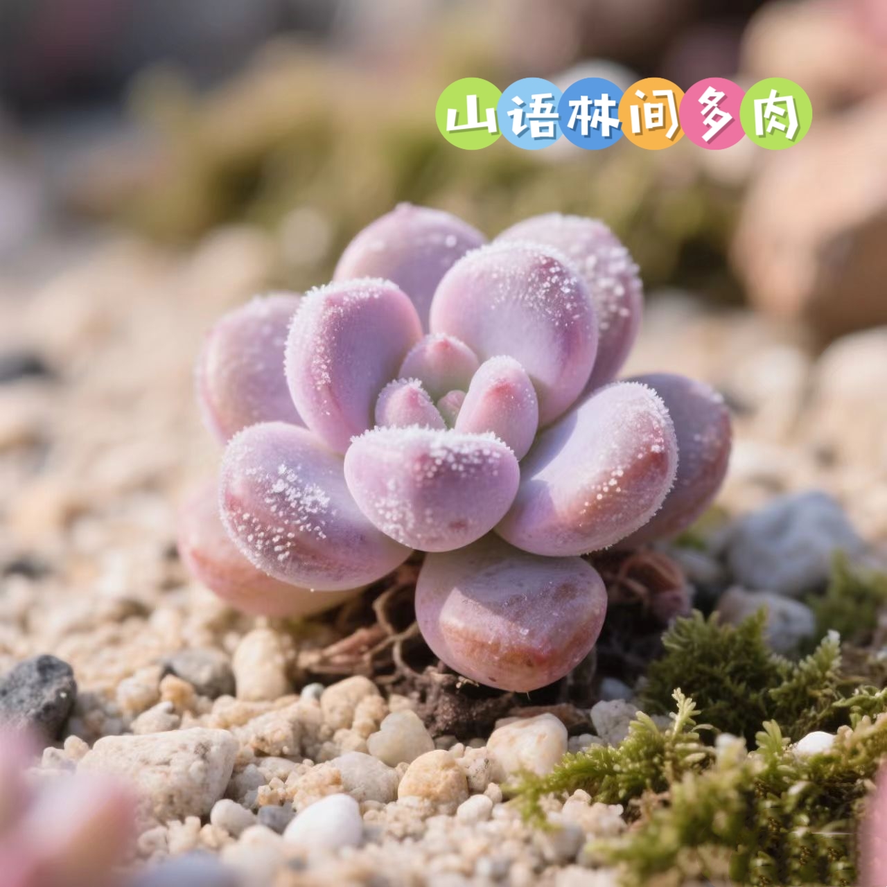 山语林间多肉号1链接
