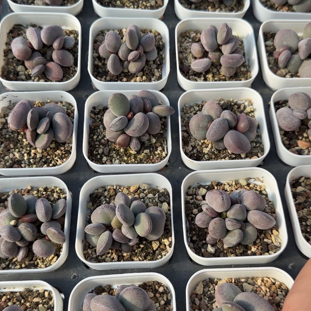 单颗球球紫蛋量拍链接