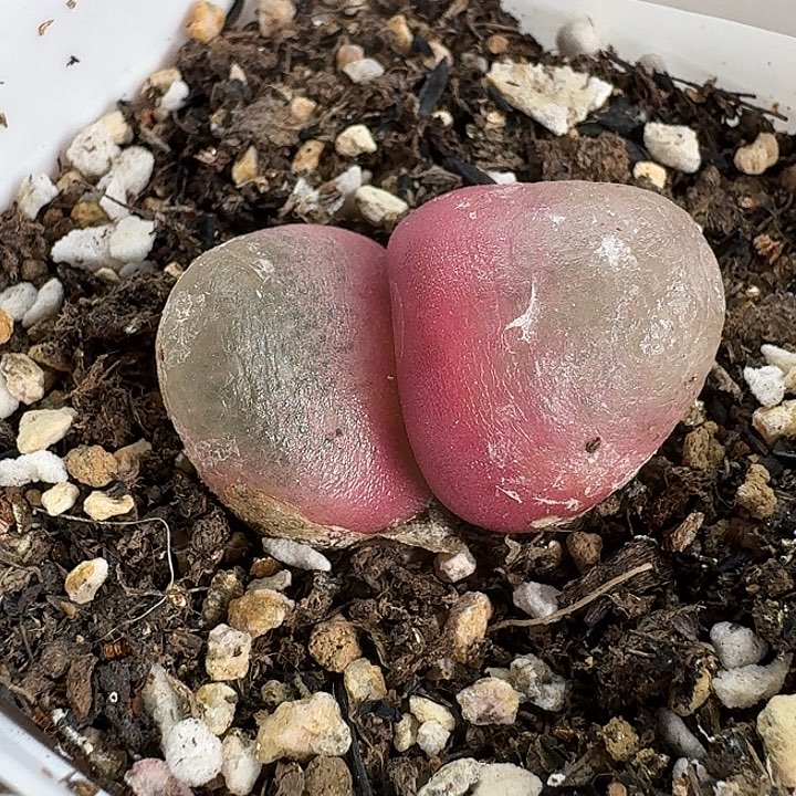 老马生石花双头灯泡1224