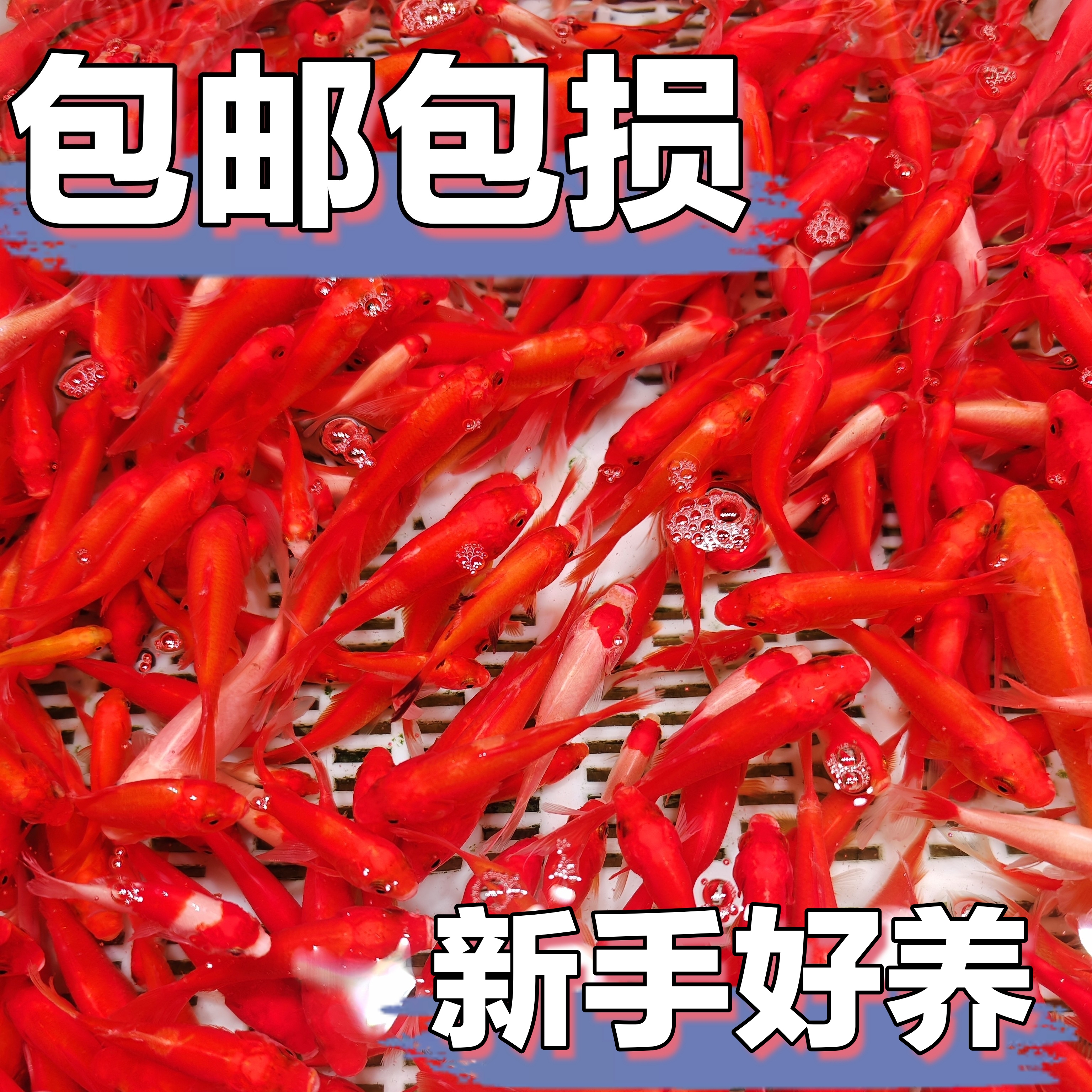 【冷链包邮】红宝石金鱼 7-9公分 保底9条 颜色混搭 新手好养 