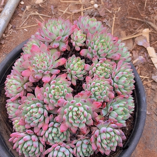 多肉植物蓝苹果。。。。