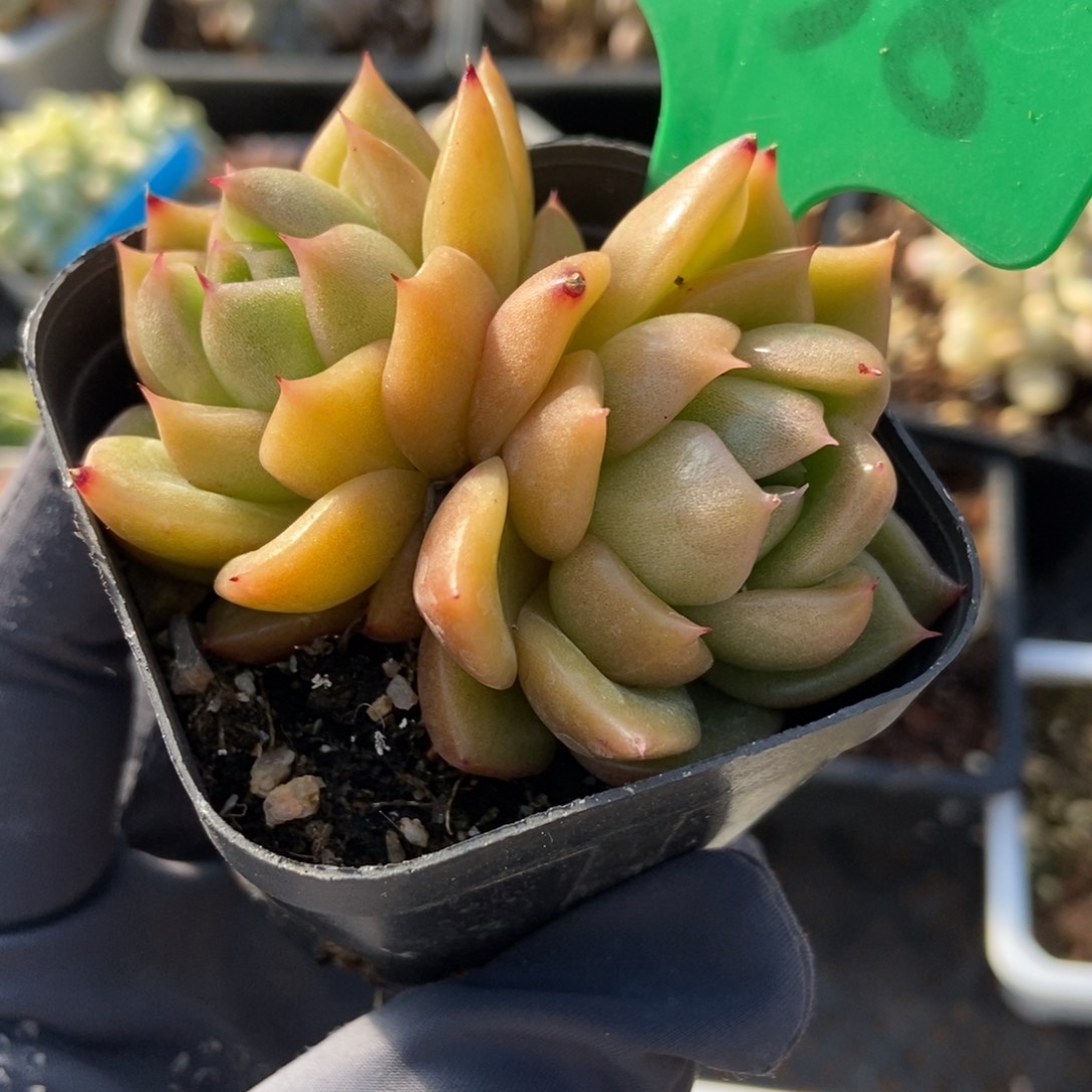 738白玫瑰多肉植物