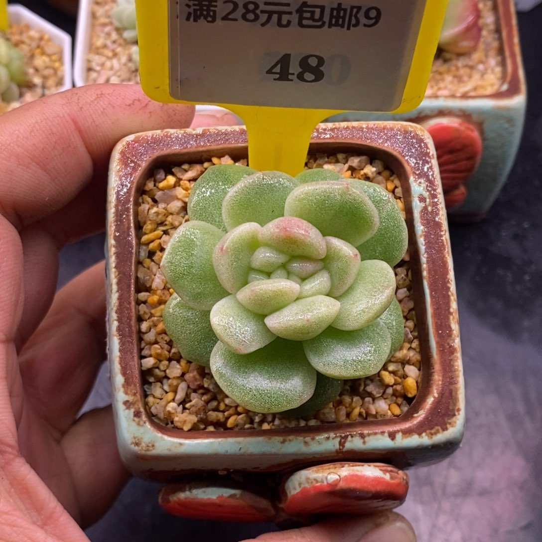 948冰玉石化朵朵…………