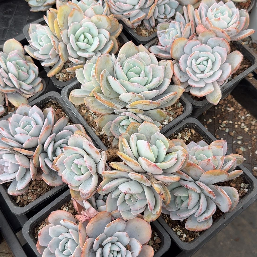 3头奶茶老桩随机，售后范围：签收起7天内