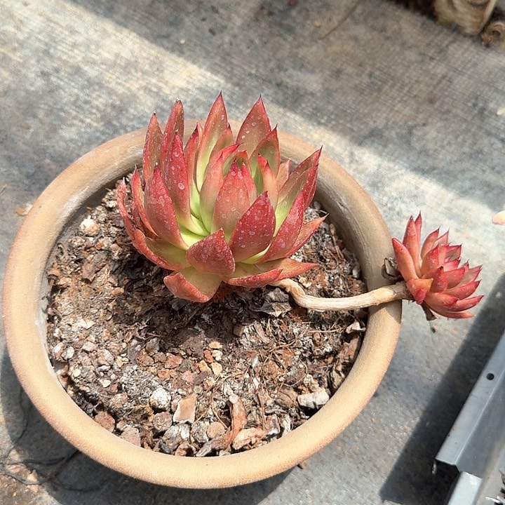 弗兰克老桩福利出